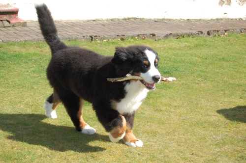 Bonzo will never forgive you